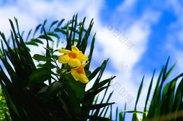 黄蔓肖蒂黄蔓纳里菲利亚钩黄色的花