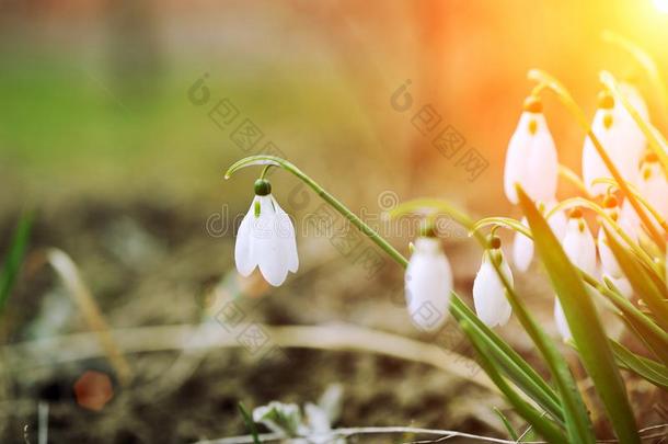 雪花莲