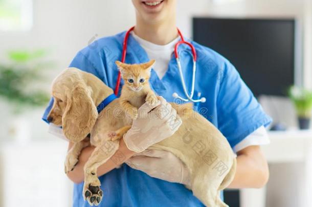 审查和狗和猫.小狗和小猫在医生