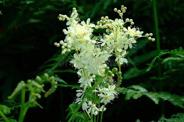 白色的花和美丽的白色的花瓣.