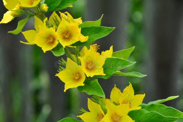 太阳的<strong>金</strong>钱草标点符号黄色的珍珠菜花采用指已提到的人garden花园