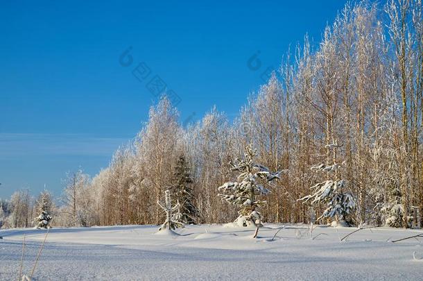 冬风景和森林和田采用一和煦的：照到阳光的d一y