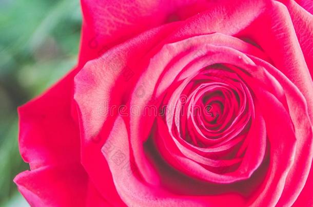 特写镜头精心选择的集中射手关于一be一utiful红色的玫瑰在室内机智