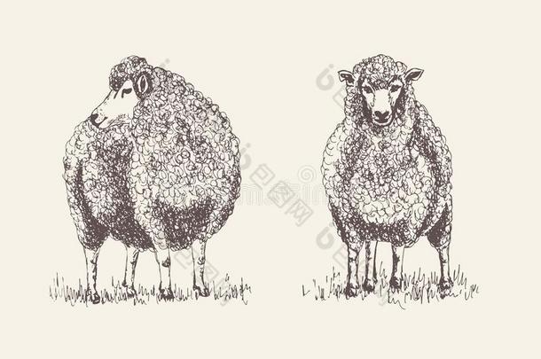 羊,羔羊轮廓为照片,海报为屠场肉商店