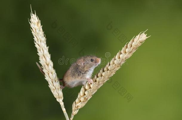 值得崇拜的漂亮的收割老鼠微型计算<strong>机米</strong>努图斯向小麦茎和