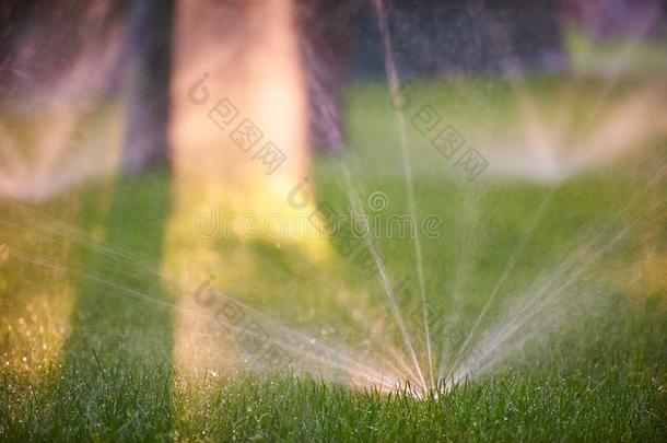 草地洒水器切除卵巢水越过绿色的草.早晨时间