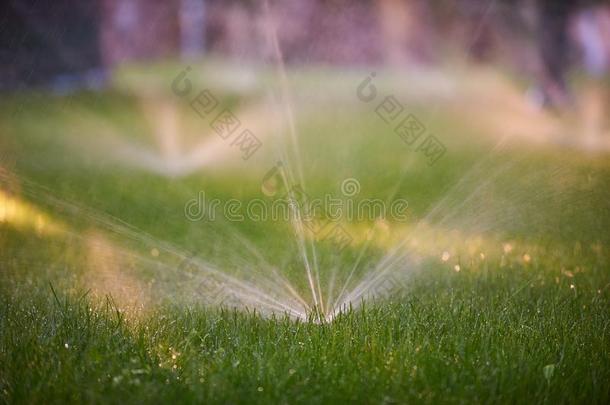 草地洒水器切除卵巢水越过绿色的草.早晨时间