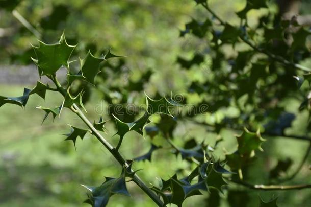 绿色的冬青灌木和敏锐的Spinery树叶