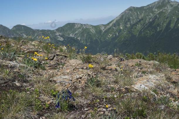 山草地关于西方的纹身山<strong>罗哈斯</strong>和蒲公英