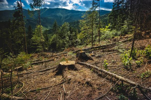 不合法的采伐<strong>森林</strong>采用指已提到的人Ukra采用ian喀尔巴阡山脉.指已提到的人<strong>破坏</strong>的