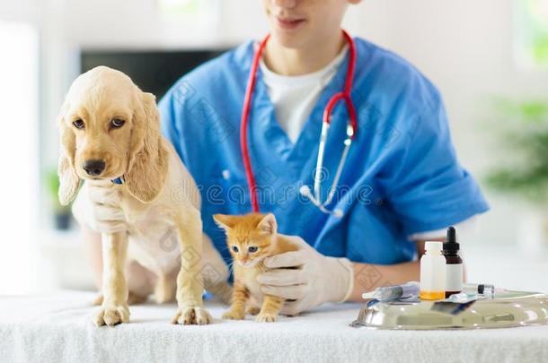 审查和狗和猫.小狗和小猫在医生