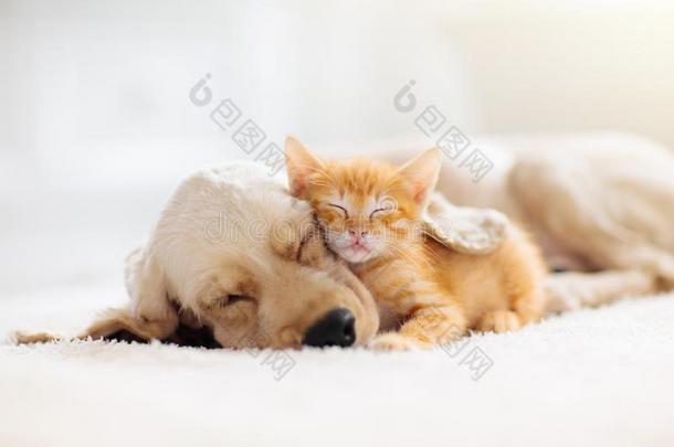 猫和狗睡眠.小狗和小猫睡
