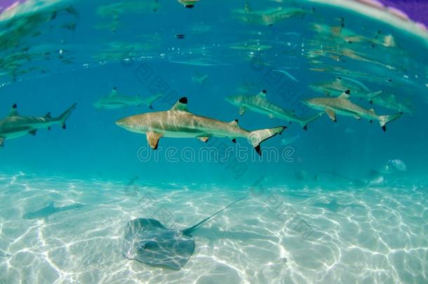 一组关于黑的尖端礁鲨鱼采用莫雷阿岛塔希提岛法国的<strong>波利</strong>尼西亚