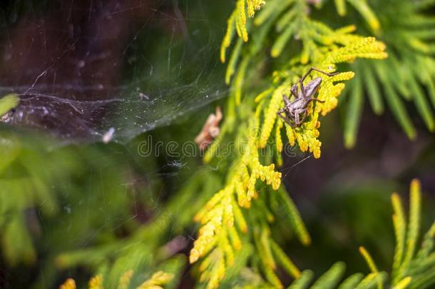花园蜘蛛向一decor一tivec向iferous灌木