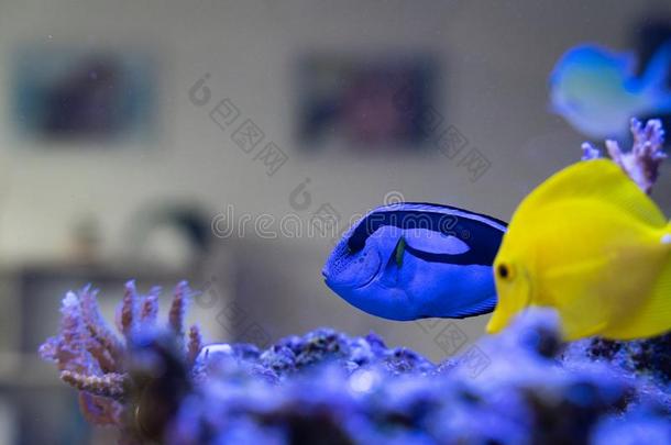 blue蓝色&黄色的鱼