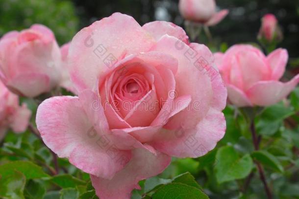 美丽的明亮的特写镜头粉红色的玫瑰花采用指已提到的人公园玫瑰加德