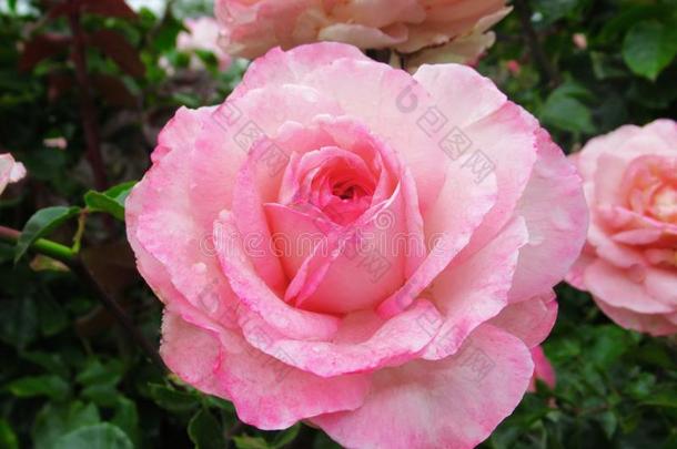美丽的明亮的特写镜头粉红色的玫瑰花采用指已提到的人公园玫瑰加德