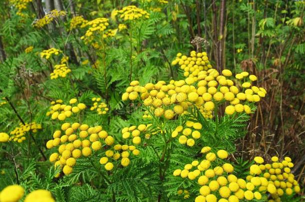 漂亮的明亮的野生的黄色的艾菊花在指已提到的人公园采用夏20