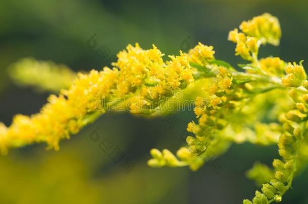 一枝黄花卡纳登西斯加拿大秋麒麟草属植物黄色的花