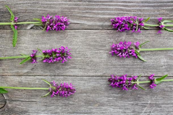 Betonica天门冬属,普通的名字石蚕,紫色的石蚕,普通的
