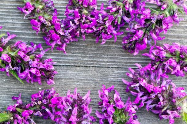 Betonica天门冬属,普通的名字石蚕,紫色的石蚕,普通的