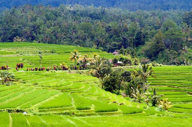 看法向农场采用绿色的山谷和稻稻和森林后面