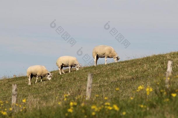 num.三白色的羊是放牧在指已提到的人海堤采用夏