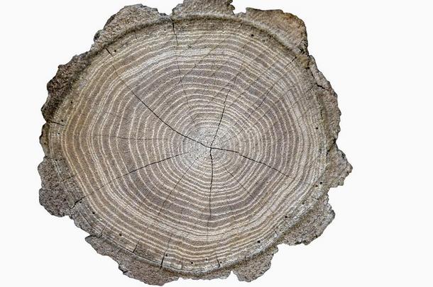 木材块<strong>记录</strong>和有裂缝的.树<strong>记录</strong>隔离的向白色的后台