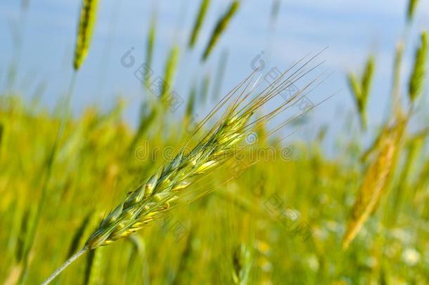 绿色的小麦田和和煦的：照到阳光的一天.长钉关于小麦