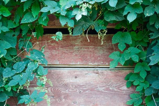 棕色的木制的栅栏框架坝在旁边绿色的常春藤.美丽的背景机智
