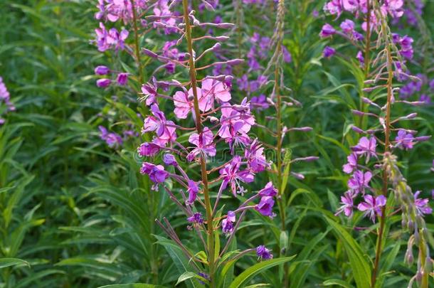 柳杉-<strong>柳叶</strong>菜属被子植物.盛开的突围<strong>柳叶</strong>菜属一