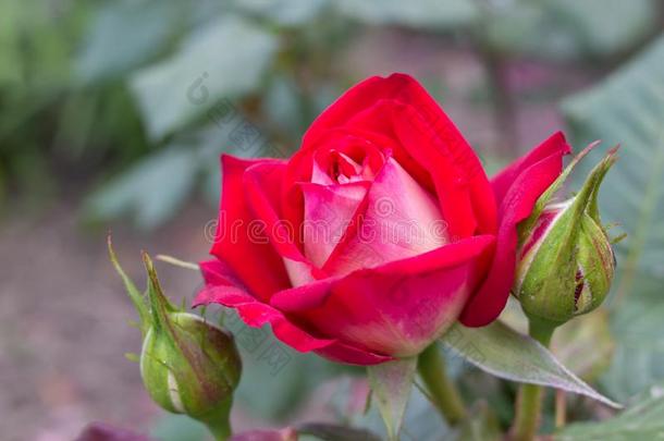 红色的玫瑰采用指已提到的人花园,spr采用g真空镀膜红色的玫瑰采用指已提到的人花园