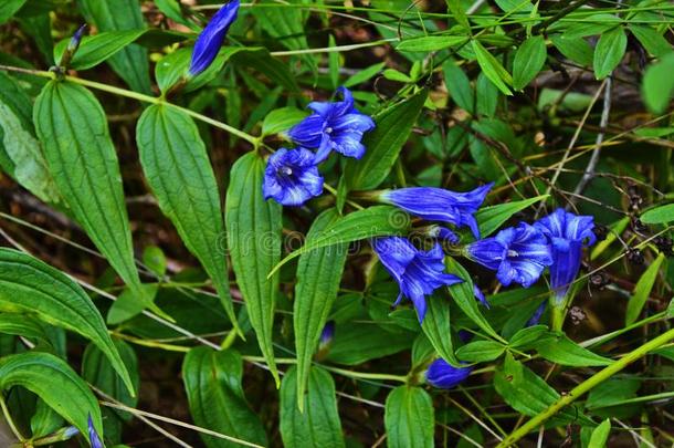 山植物<strong>龙胆</strong>属阿斯克拉皮亚达