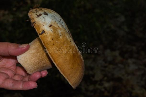 牛肝菌属真菌可食的采用指已提到的人黑暗的森林.美丽的牛肝菌属真菌可食的向一