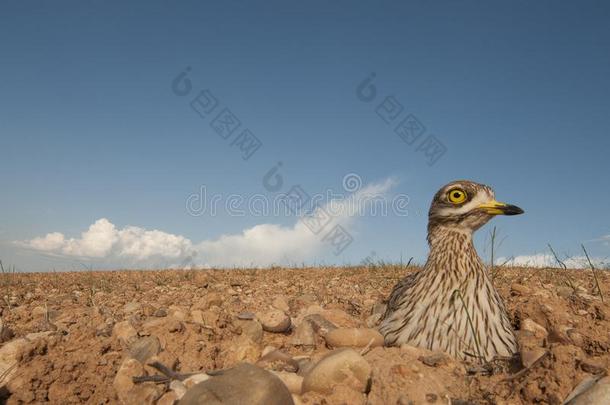 伯希纳斯俄狄克尼莫斯欧亚的浓的膝,欧亚的石头-一种鸟,