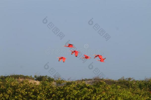 猩红色朱鹭从伦索瓦马兰尼西斯国家的公园,巴西苏木