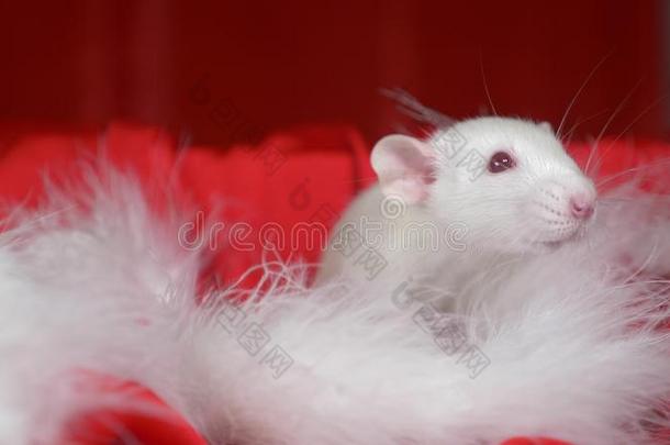 白色的大老鼠采用一sm一llc一<strong>ps</strong>一nt一相貌出局关于一S一nt一h一t向一红色的