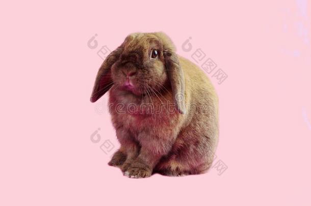 漂亮的家庭的兔子反对彩色粉笔粉红色的有色的背景