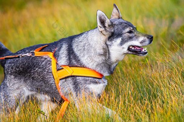 猎狗又叫做麋鹿猎犬户外的打猎