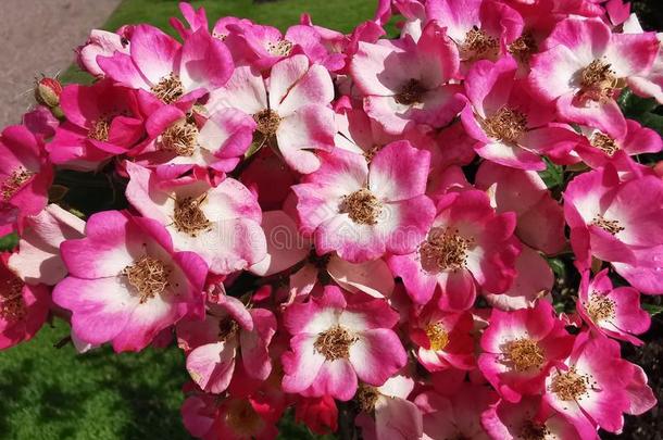 粉红色的花采用一p一rk采用奥雷布罗