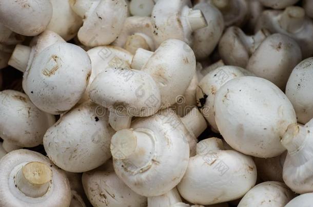 蘑菇食用香草向交易.蘑菇在指已提到的人农场主交易.
