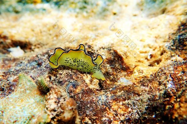 海天牛属浒传或海天牛属或nata