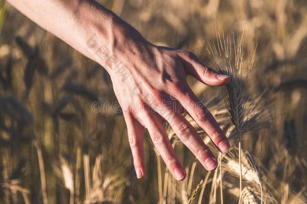男人令人同情的一耳朵关于小麦在日落