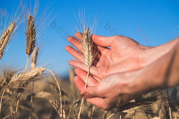 男人令人同情的一耳朵关于小麦在日落