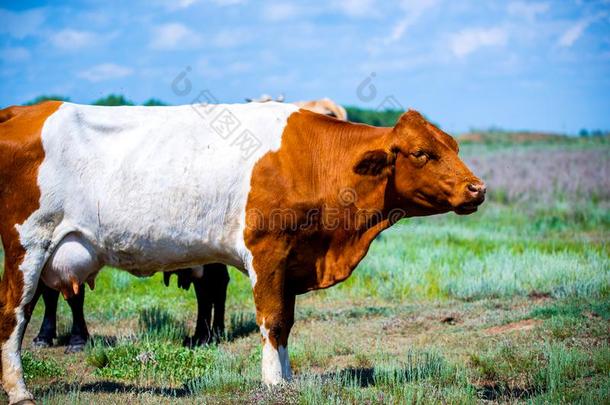 红色的棕色的白色的奶牛在南方干草原