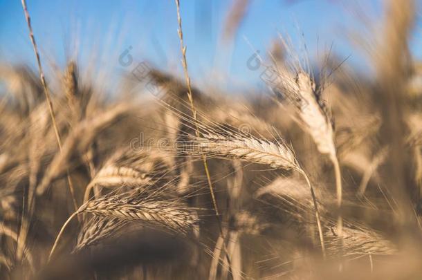 耳朵关于小麦,关在上面,日落