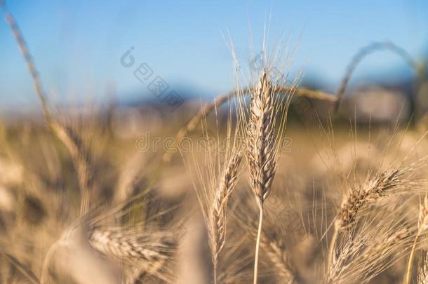 耳朵关于小麦,关在上面,日落