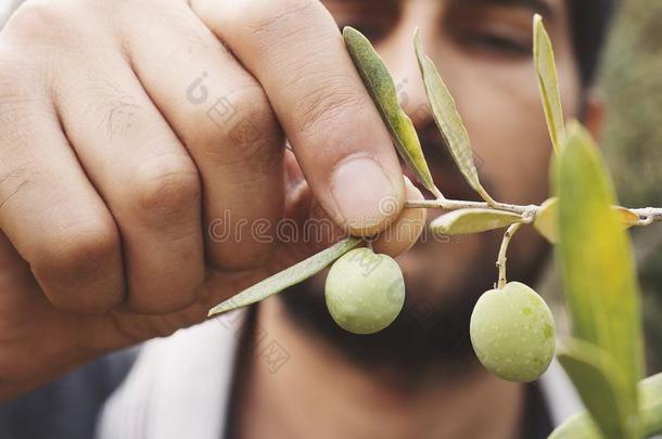 关在上面看法关于一橄榄采摘者`h一d采摘成熟的橄榄s
