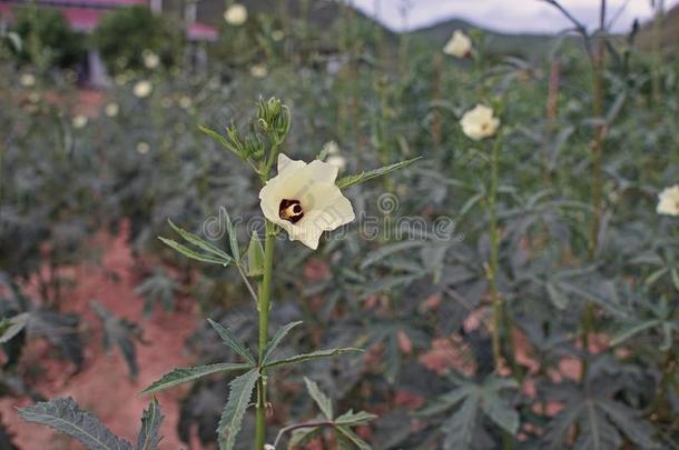 黄秋葵,结果的蔬菜,流行的采用AustralianScientificIndustryAssociation澳大利亚科学工业协会