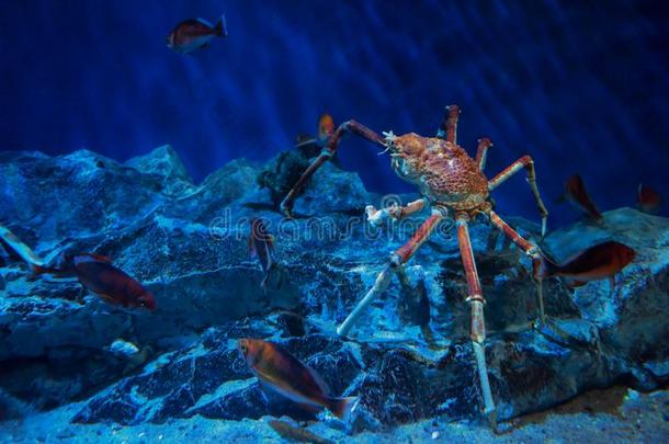 日本人国王蟹采用水族馆